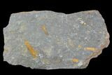 Ordovician Crinoid Fossils - Kaid Rami, Morocco #102843-1